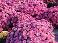 -中国天府农业博览园