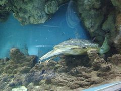 -上海海洋水族馆