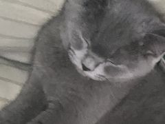 -翊宠yipet猫狗购宠庄园犬舍•猫舍