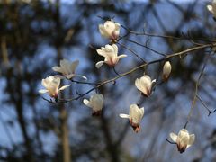 -上海佘山国家森林公园天马山园