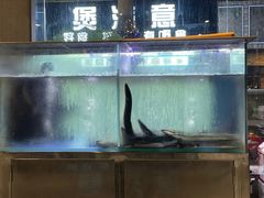 水产区-本炙炭烤·蒲烧活鳗料理店(金沙洲店)