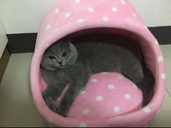 -瑞鹏宠物医院·猫科·宠保定点(梅溪湖分院)
