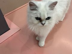 -1013 PET SHOP 宠物商店(近铁城市广场店)