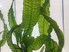 -ADA自然水景世界