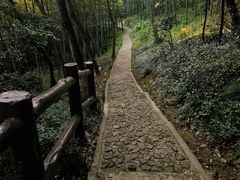 -上海佘山国家森林公园天马山园