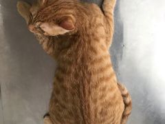 -灵美宠物诊所
