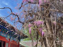-北京国子监胡同