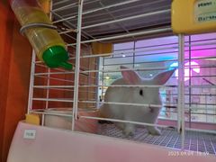 -宠物兔专门店(天丰利市场店)