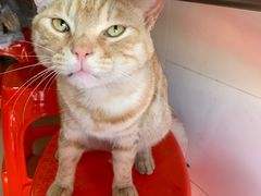-胡椒猪肚汤(康王店)