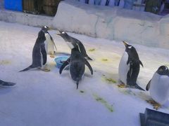 -芜湖新华联大白鲸海洋公园