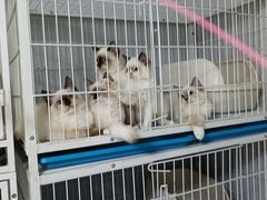 -喵的天空名猫咖啡馆·撸猫·猫舍·用品