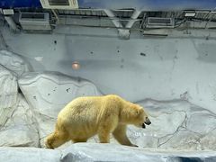-海合安成都极地海洋公园