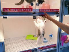 -lincat·猫舍(广州店)