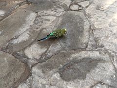 -南宫五洲植物乐园