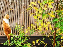 -元大都城垣遗址公园