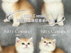-小猫来了·猫舍(红山六九七九店)