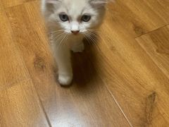 -喵屋coffee