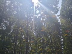 -黄海国家森林公园