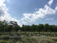 -西青郊野公园