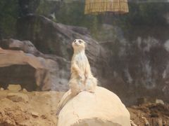 -青岛森林野生动物世界