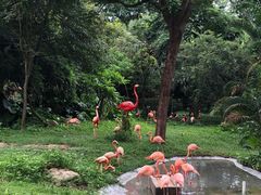 -深圳野生动物园