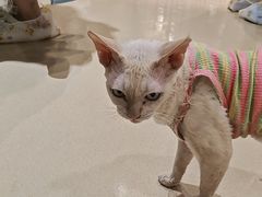 -藏猫猫咖啡主题馆(中央大道店)