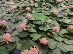 -陕西省西安植物园