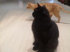 -藏猫猫咖啡主题馆(中央大道店)