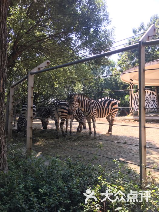 溫州動物園圖片 - 第17張