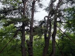 -北陵公园