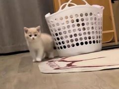 -猫十亿·布偶金渐层·曼基康矮脚猫舍(青年路店)