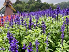 -广州市石门国家森林公园