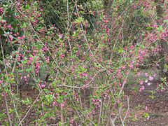 -梁鸿国家湿地公园