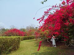 -中国科学院西双版纳热带植物园