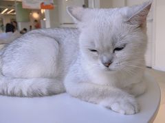 -怪兽屋·羊驼·猫咖·狗咖(俊华广场店)