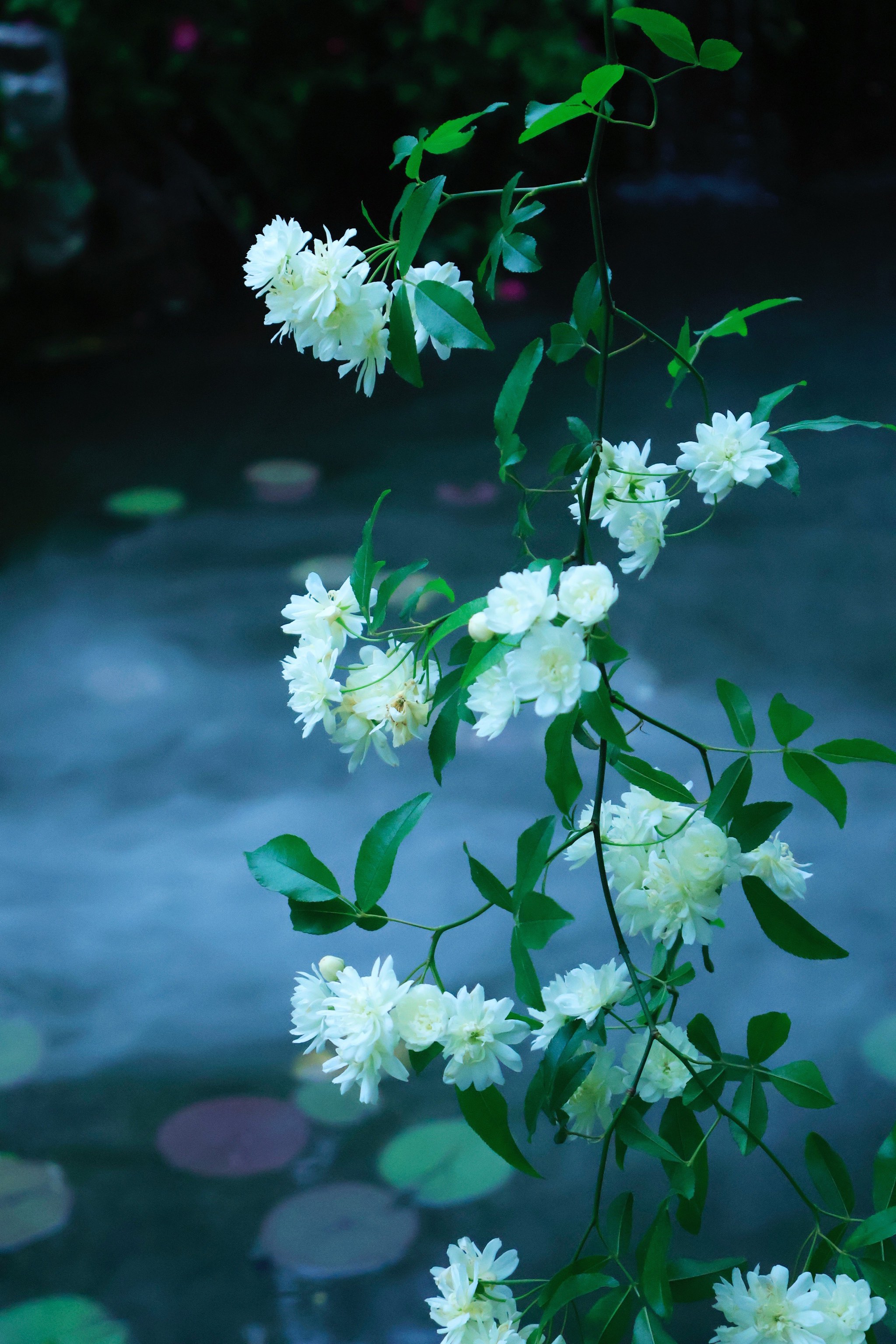 七里香花图片卡通图片