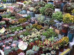 -秦美花卉(天朗·莱茵小城2期店)