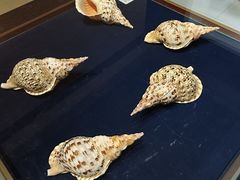 -青岛贝壳博物馆