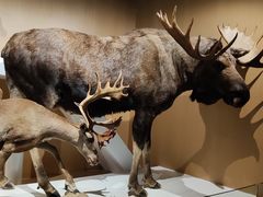 -陕西自然博物馆