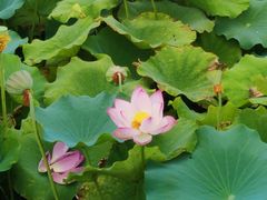 -石家庄市植物园