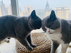 -Catmate·猫肥家润(金润铂宫店)