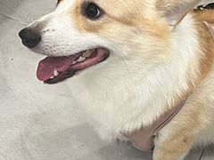 -瑞派·爱瑞可动物医院·口腔专科(广华新城分院)