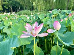 -莲花池公园