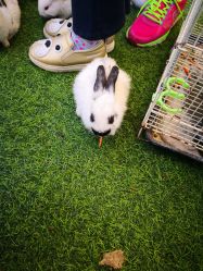 -萌宠亲子动物乐园(槐房万达店)