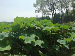 -新洲生态园