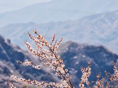 -妙峰山风景名胜区