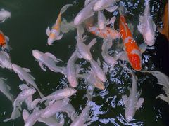 -南宫五洲植物乐园