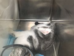 -康成宠物医院24H·CT·核磁共振