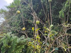 -中国科学院西双版纳热带植物园