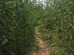 -绿堤公园